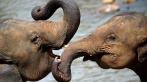pinnawela-baby-elephants
